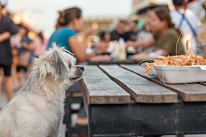 dog eating at a dog friendly restaurant