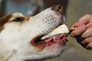 dog eating ice cream at a dog friendly restaurant