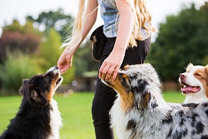 dog walker giving dog treats to distract them from barking at another dog