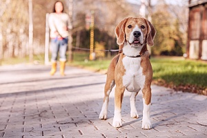 a dog being walked by their owner while pulling on the leash