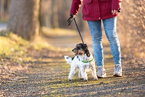 a dog walking sideways being trained by her owner to walk straight