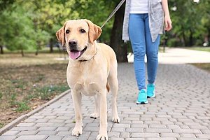 a woman walking her dog with ease after learning how to stop your dog from pulling while walking