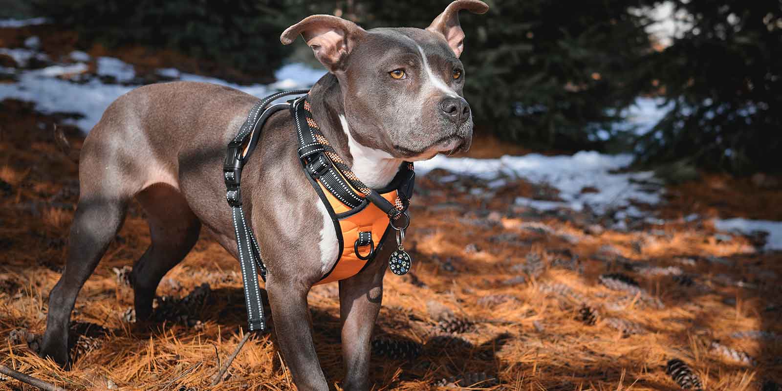 dog learning How to Find the Best No Pull Dog Harness for your Dog