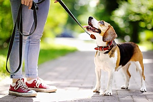 a dog whose owner discovered how often they should walk their dog