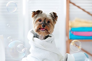 a yorkie getting groomed and bathed after a long day indoors