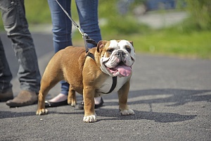 owner that read how to find the best no pull dog harness for his dog