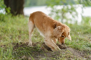 a dog that needs to stop digging holes