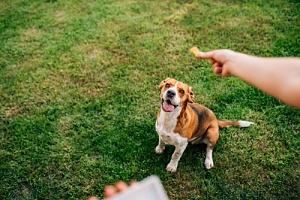 dog owner giving his dog one of the best treats to give your dog while walking