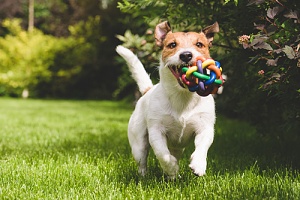 one of the games you can play with your dog at the park