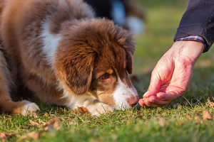 owner giving their dog one of the best dog treats to give your dog while walking