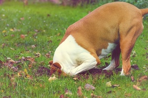 owner that is trying to find out how to stop this dog from digging