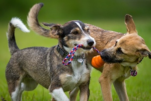 tug of war as a game to play with your dog at the park