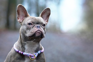 a french bulldog with one of the most unique dog collars