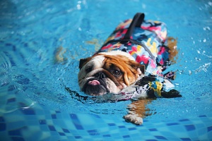 bulldog in the pool with a dog cooling vest