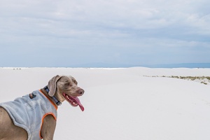 dog at a beach with a cooling vest on