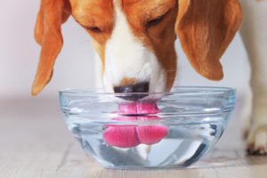 dog drinking water out of a glass bowl