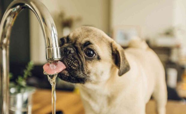 dog drinking water out of a kitchen faucet