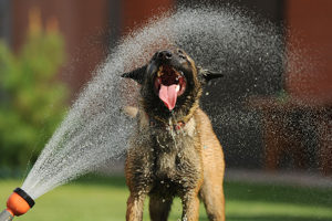 dog drinking water out of a sprinkler