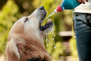 dog drinking water out of a water bottle