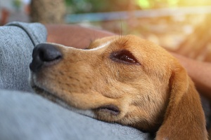 a dog happy because the owner knows how to relieve arthritis pain in dogs