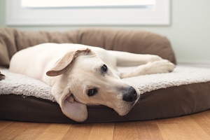 a dog with arthritis and need to relieve the pain