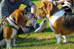 two dogs at a meetup in northern virginia