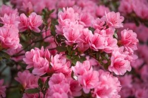 Azalea which is a poisonous plants for dogs