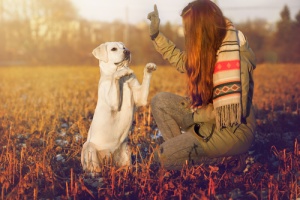 Obedience Training Dog