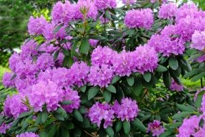 Rhododendron a plant that is poisonous plants for dogs