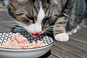 a cat that is eating a homemade meal cooked by her owners