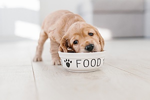 a cute puppy eating out of a bowl that utilizes technology