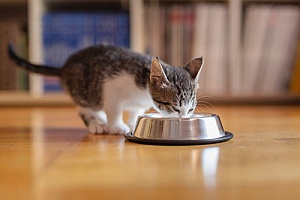 homemade cat food in a bowl that is being eaten by a cat