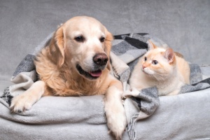 dog and cat under heated blanket during the winter