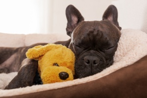 dog in heated, cozy dog bed