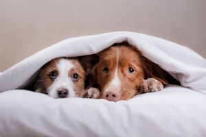 dogs hiding under covers waiting for owner