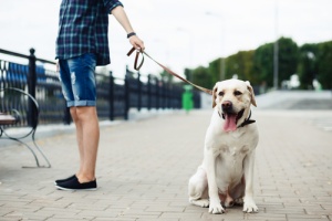 happy new dog being walked by dog walker