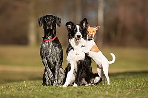 multiple dogs playing in a park