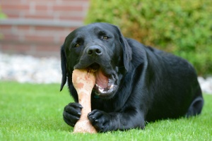 new puppy chewing on a fresh bone