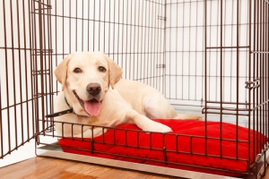 new puppy happy inside new crate