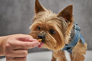 small dog being fed a treat for good behavior