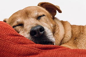 tired dog napping on dog bed