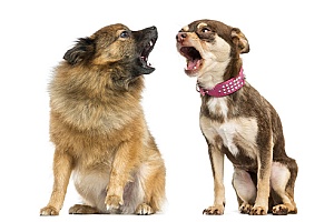 two domesticated dogs barking at each other