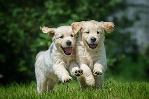 Golden retriever puppies running and playing