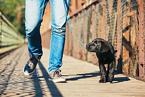 Man walking new puppy on bridge