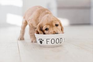 Putting eat food out of food bowl