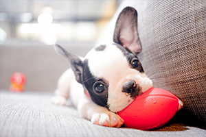 Puppy playing with red toy