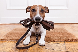 Puppy wants to walk