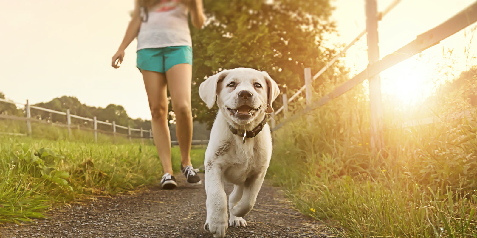 Walking new puppy