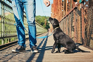 Black lab training on leash