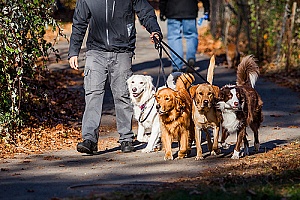 dog walker walking group of dogs in park